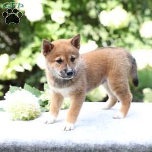 Brooke, Shiba Inu Puppy
